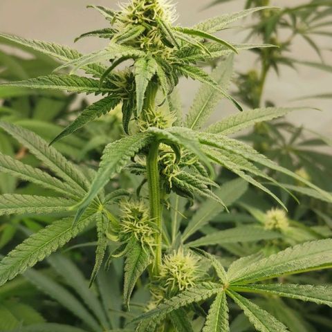 Green Poison growlog timeline photo