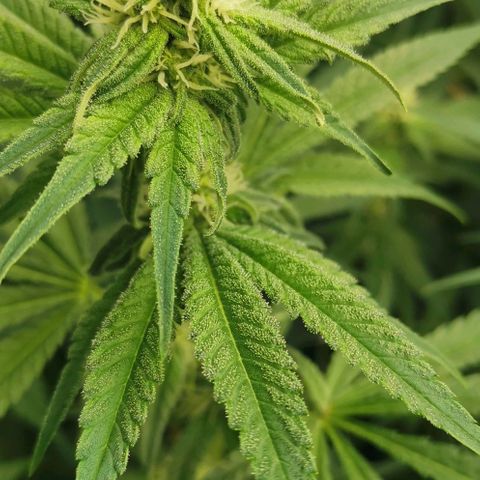 Green Poison growlog timeline photo