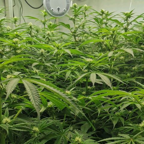 Green Poison growlog timeline photo
