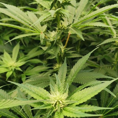 Green Poison growlog timeline photo