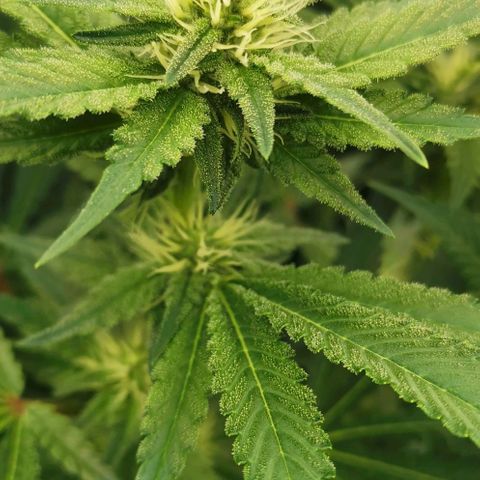 Green Poison growlog timeline photo