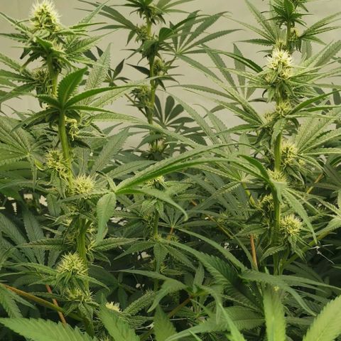 Green Poison growlog timeline photo
