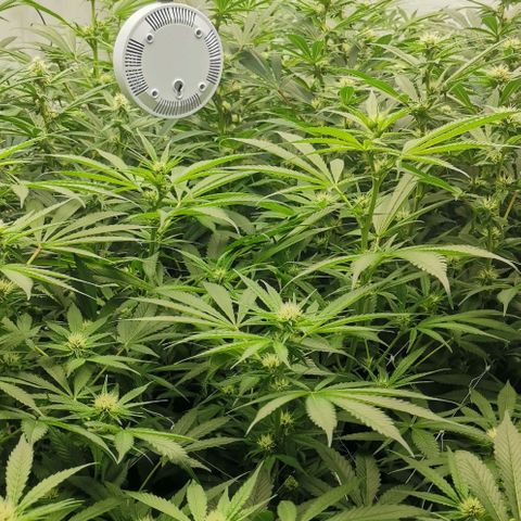 Green Poison growlog timeline photo