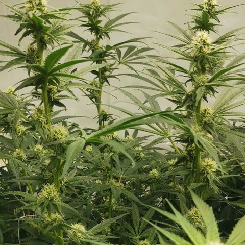 Green Poison growlog timeline photo