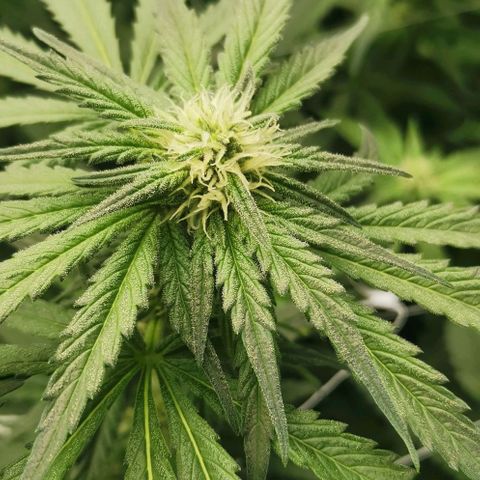 Green Poison growlog timeline photo