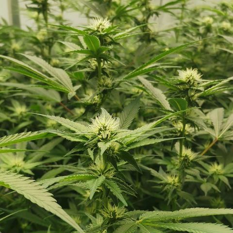 Green Poison growlog timeline photo