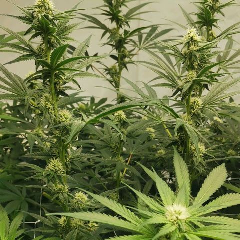 Green Poison growlog timeline photo