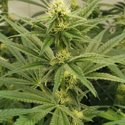 Green Poison growlog timeline photo
