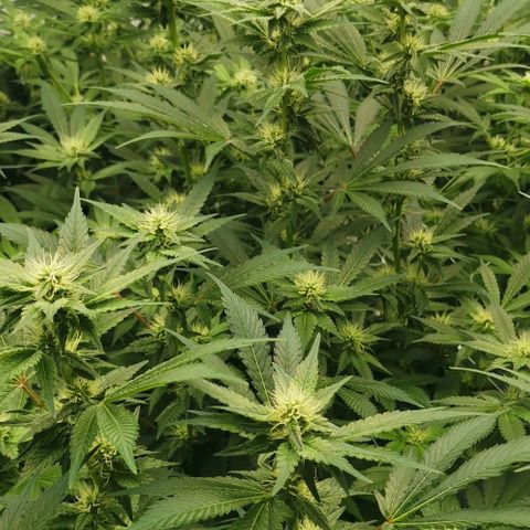 Green Poison growlog timeline photo