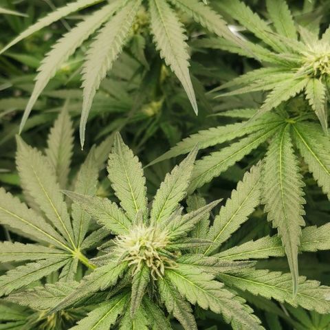 Green Poison growlog timeline photo