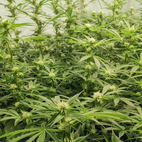 Green Poison growlog timeline photo