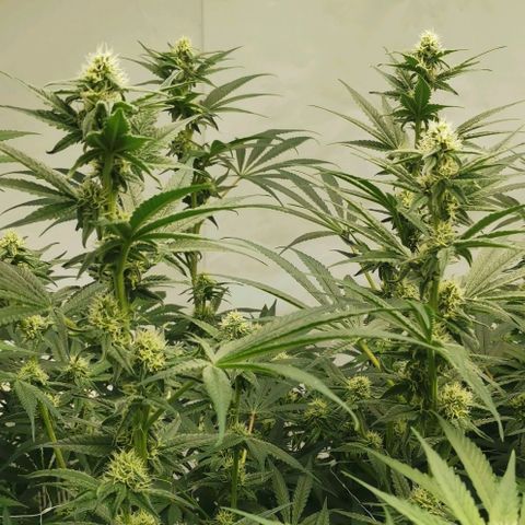 Green Poison growlog timeline photo