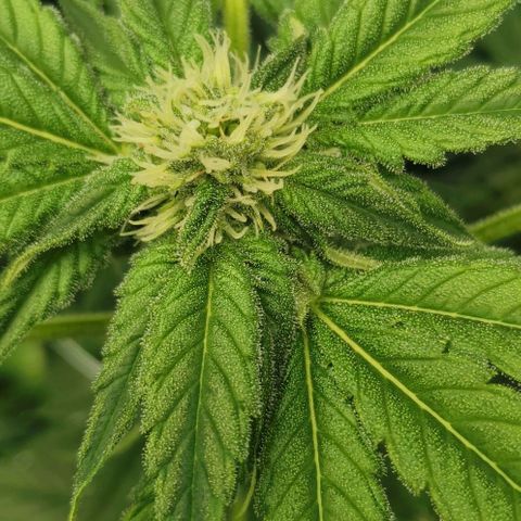 Green Poison growlog timeline photo