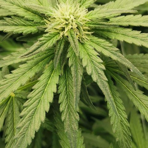 Green Poison growlog timeline photo
