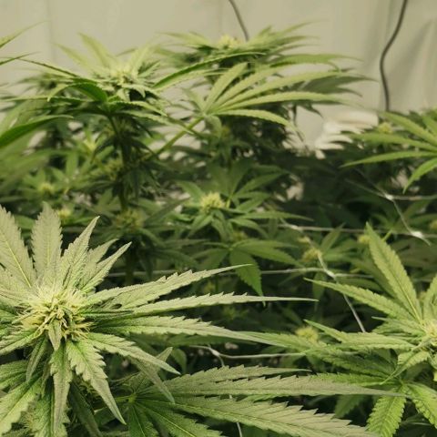 Green Poison growlog timeline photo