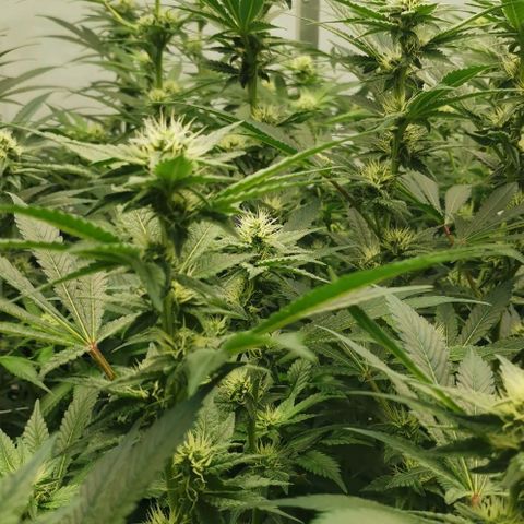 Green Poison growlog timeline photo