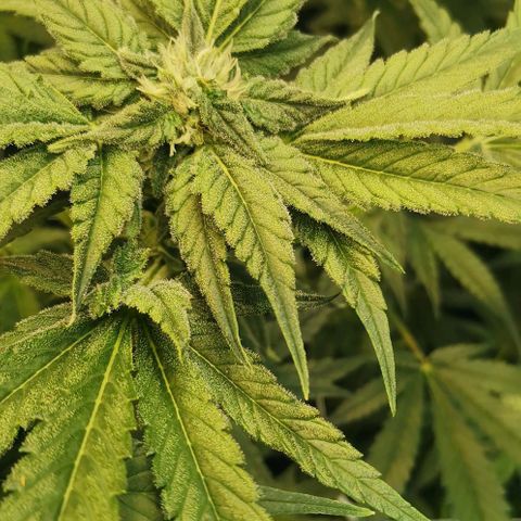 Green Poison growlog timeline photo