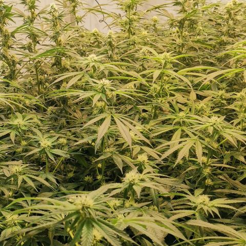 Green Poison growlog timeline photo