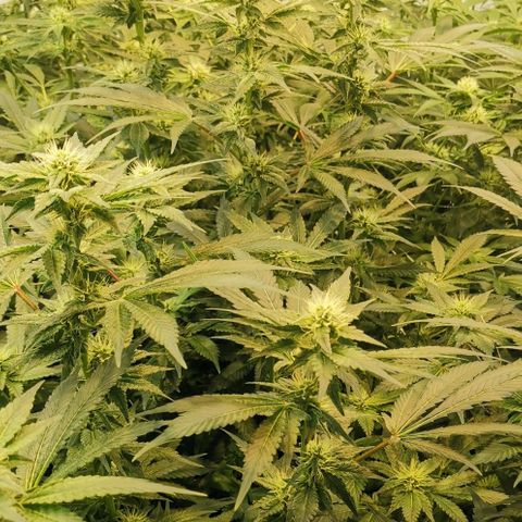 Green Poison growlog timeline photo