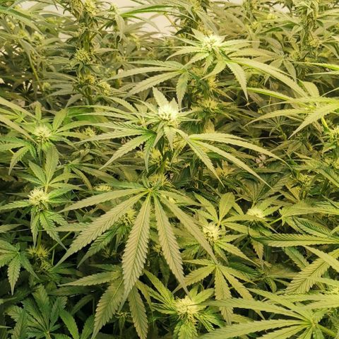 Green Poison growlog timeline photo