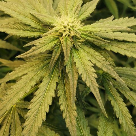Green Poison growlog timeline photo