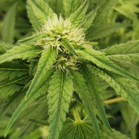 Green Poison growlog timeline photo
