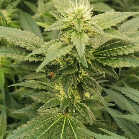 Green Poison growlog timeline photo