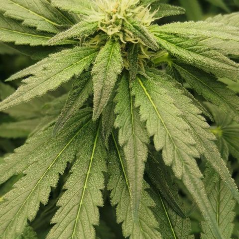 Green Poison growlog timeline photo