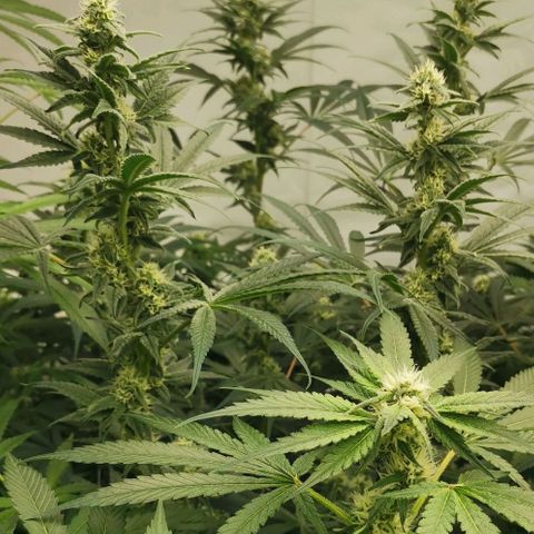 Green Poison growlog timeline photo