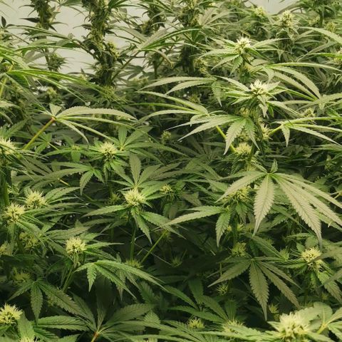 Green Poison growlog timeline photo