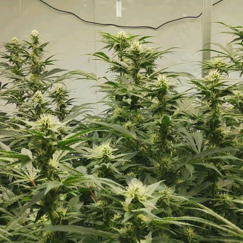 Green Poison growlog timeline photo