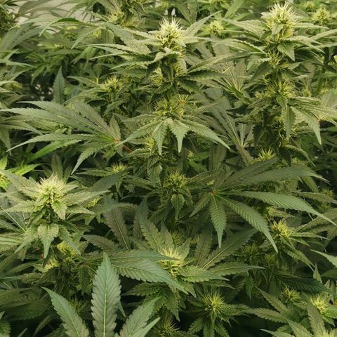 Green Poison growlog timeline photo