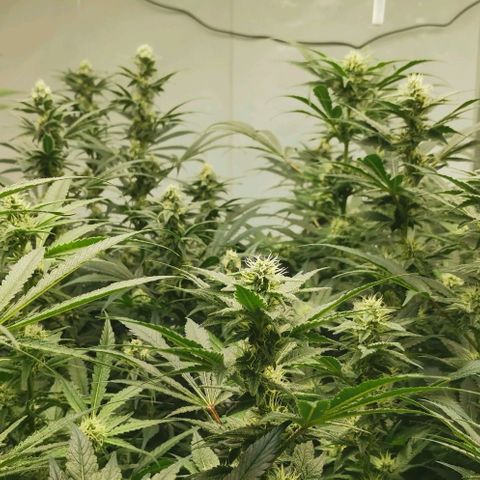 Green Poison growlog timeline photo