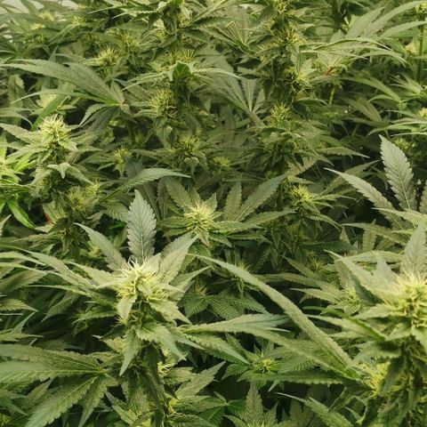 Green Poison growlog timeline photo
