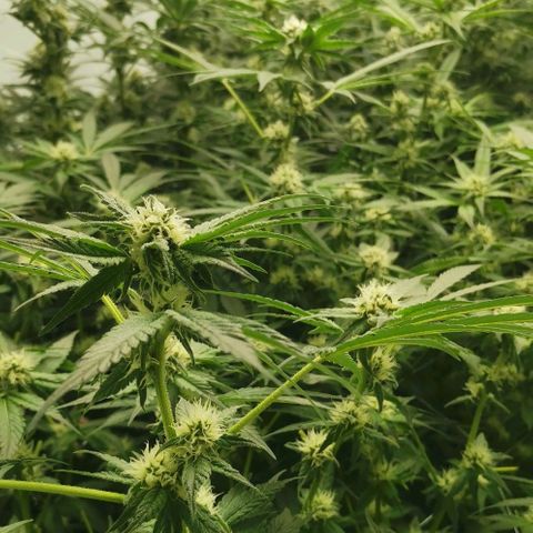 Green Poison growlog timeline photo