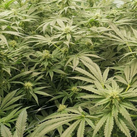 Green Poison growlog timeline photo