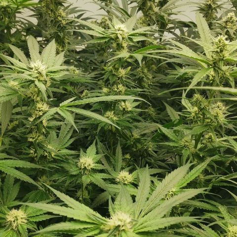 Green Poison growlog timeline photo