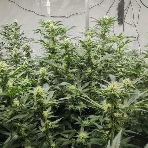 Green Poison growlog timeline photo
