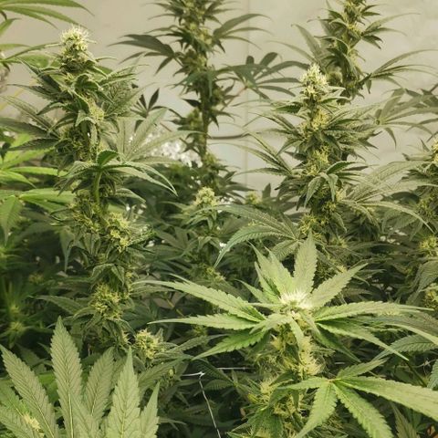Green Poison growlog timeline photo