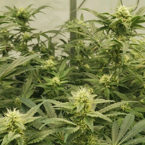 Green Poison growlog timeline photo