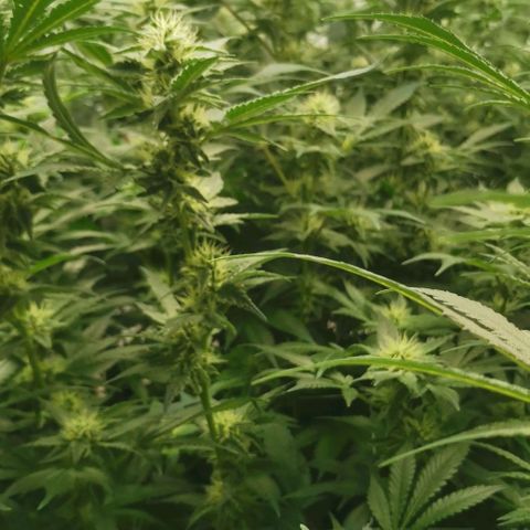 Green Poison growlog timeline photo