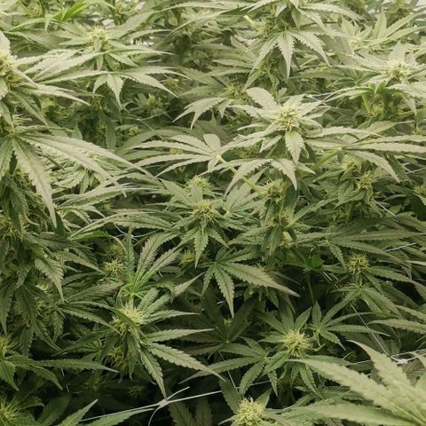 Green Poison growlog timeline photo