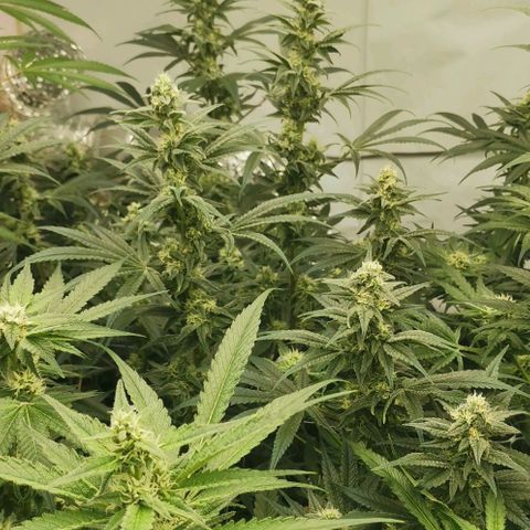 Green Poison growlog timeline photo