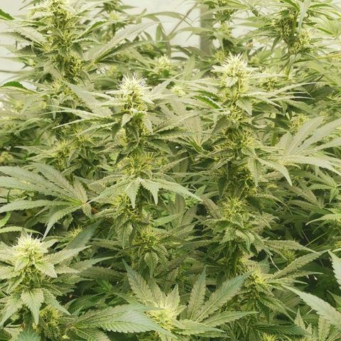 Green Poison growlog timeline photo
