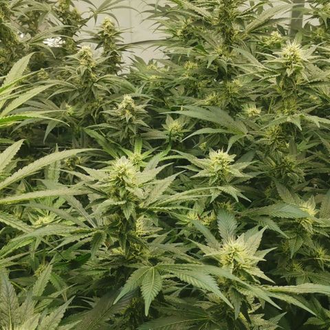 Green Poison growlog timeline photo