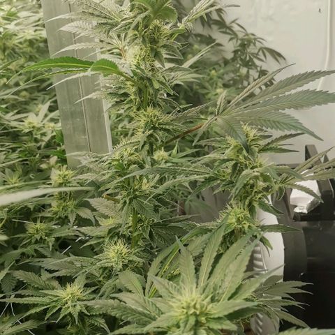 Green Poison growlog timeline photo