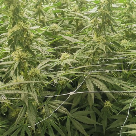 Green Poison growlog timeline photo