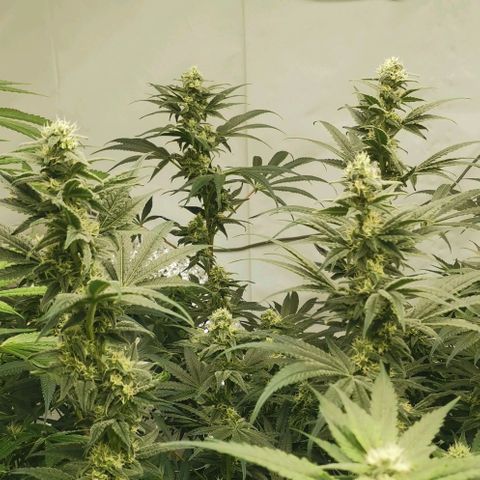 Green Poison growlog timeline photo