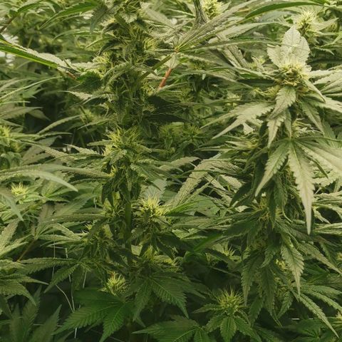 Green Poison growlog timeline photo