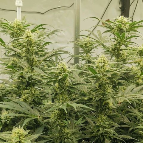 Green Poison growlog timeline photo